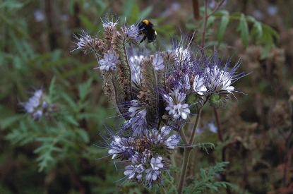 Picture of Phacelia Tanacetifolia